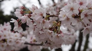 鶴舞公園の桜